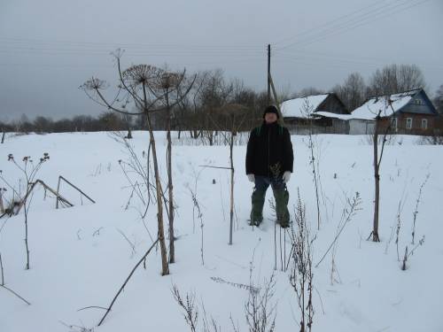 Заросли борщевика Сосновского на околице деревни Огородники